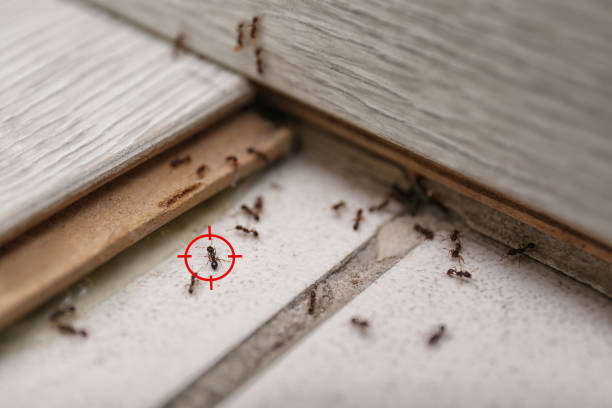 Wasp Removal Services in Crystal Lakes, OH
